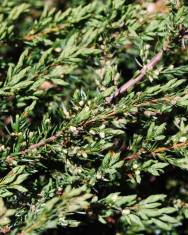 Fotografia da espécie Juniperus squamata var. Blue