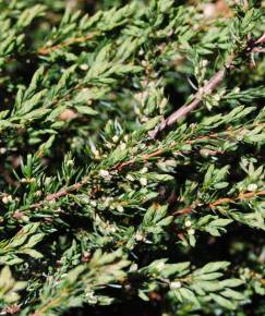 Fotografia da espécie Juniperus squamata