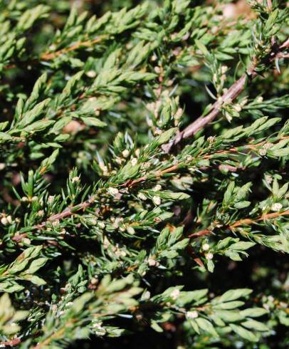 Fotografia de capa Juniperus squamata var. Blue - do Jardim Botânico