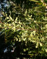 Fotografia da espécie Acacia longifolia