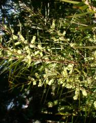 Acacia longifolia