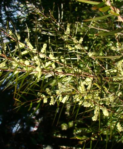 Fotografia de capa Acacia longifolia - do Jardim Botânico