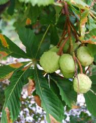 Aesculus X carnea