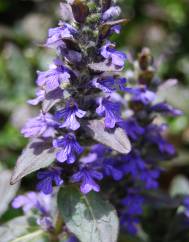 Ajuga reptans