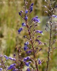 Fotografia da espécie Anarrhinum longipedicellatum