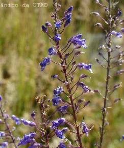 Fotografia da espécie Anarrhinum longipedicellatum