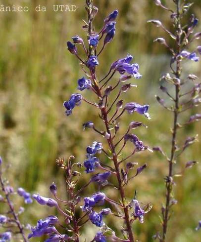 Fotografia de capa Anarrhinum longipedicellatum - do Jardim Botânico