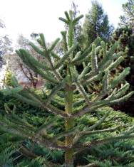 Fotografia da espécie Araucaria araucana