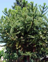 Araucaria bidwillii