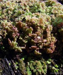 Fotografia da espécie Azolla caroliniana