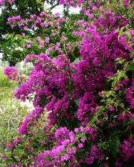 Fotografia da espécie Bougainvillea glabra