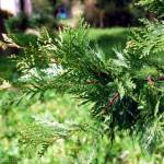 Fotografia 3 da espécie Calocedrus decurrens do Jardim Botânico UTAD