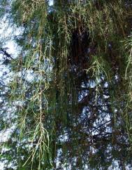 Cupressus cashmeriana