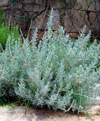 Fotografia de capa Lavandula hybrida - do Jardim Botânico