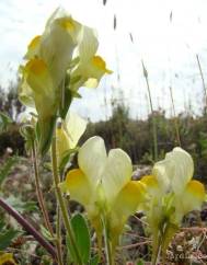 Linaria supina subesp. maritima