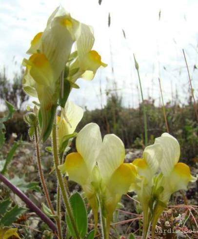 Fotografia de capa Linaria supina subesp. maritima - do Jardim Botânico