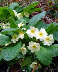 Fotografia da espécie Primula acaulis subesp. acaulis