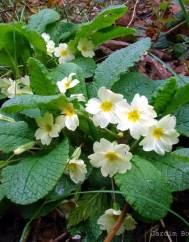 Primula acaulis subesp. acaulis