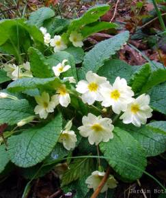 Fotografia da espécie Primula acaulis