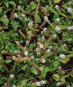 Fotografia da espécie Mentha x rotundifolia