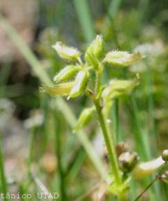 Fotografia da espécie Cerastium diffusum