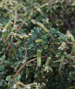 Fotografia da espécie Origanum majorana