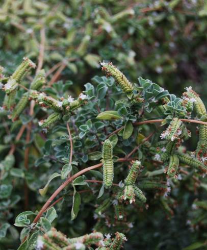 Fotografia de capa Origanum majorana - do Jardim Botânico