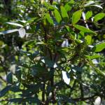 Fotografia 1 da espécie Pistacia lentiscus do Jardim Botânico UTAD