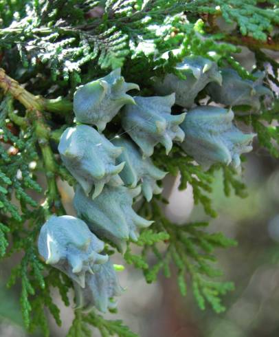 Fotografia de capa Platycladus orientalis - do Jardim Botânico