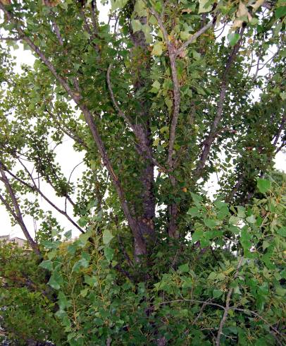 Fotografia de capa Populus nigra - do Jardim Botânico