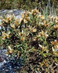 Fotografia da espécie Pterospartum tridentatum subesp. tridentatum