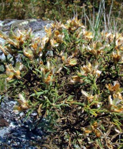 Fotografia de capa Pterospartum tridentatum subesp. tridentatum - do Jardim Botânico