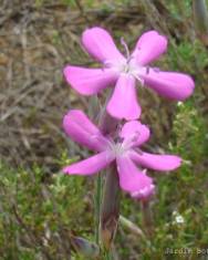 Fotografia da espécie Dianthus laricifolius subesp. marizii