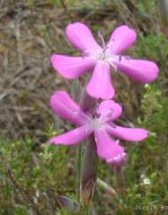 Dianthus laricifolius subesp. marizii