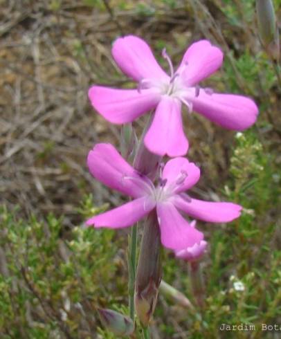 Fotografia de capa Dianthus laricifolius subesp. marizii - do Jardim Botânico