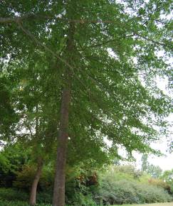 Fotografia da espécie Quercus coccinea