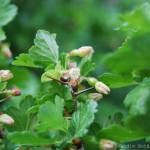 Fotografia 1 da espécie Ribes uva-crispa  do Jardim Botânico UTAD