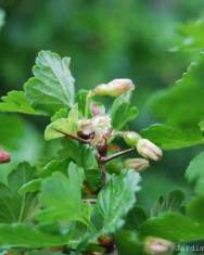 Fotografia da espécie Ribes uva-crispa 