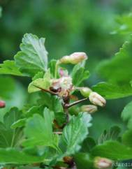 Ribes uva-crispa 