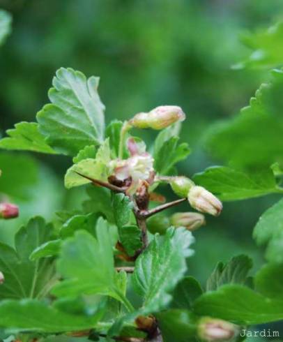 Fotografia de capa Ribes uva-crispa  - do Jardim Botânico