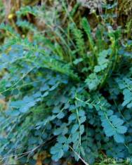 Fotografia da espécie Sanguisorba minor subesp. balearica