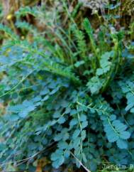 Sanguisorba minor subesp. balearica