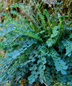 Fotografia da espécie Sanguisorba minor