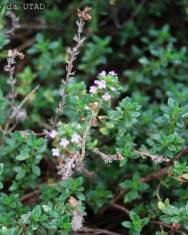 Fotografia da espécie Thymus x citriodorus