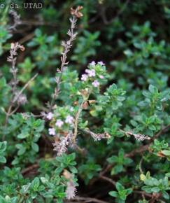 Fotografia da espécie Thymus x citriodorus