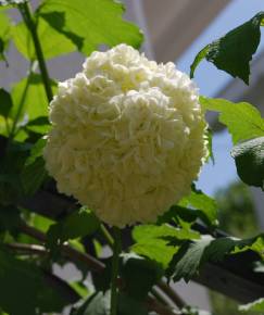 Fotografia da espécie Viburnum opulus