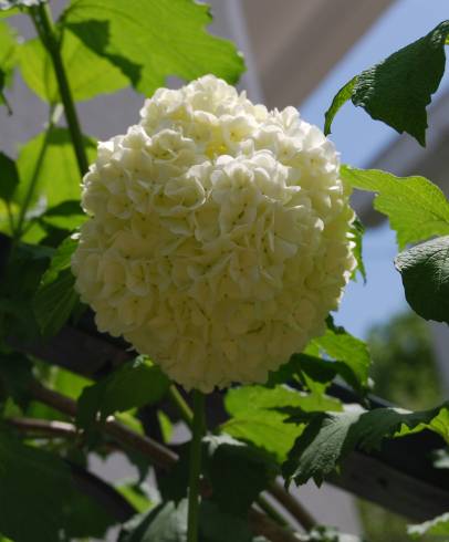 Fotografia de capa Viburnum opulus - do Jardim Botânico