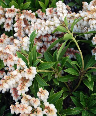 Fotografia de capa Pieris japonica - do Jardim Botânico