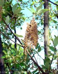 Quercus x hispanica