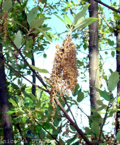 Fotografia de capa Quercus x hispanica - do Jardim Botânico